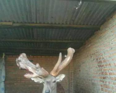 梅花鹿的角和腿部什么特点