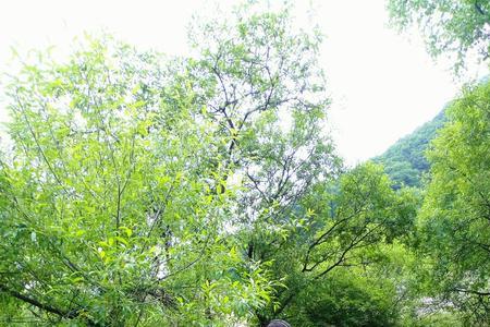 清风徐徐小溪潺潺是什么意思