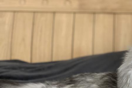 缅因猫短毛是什么品种