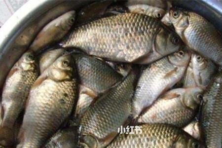 钓鲫鱼大米还是碎米好用