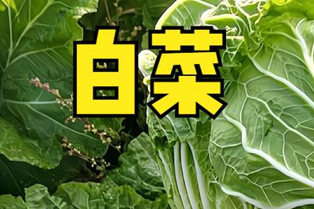 豇豆茬能种大白菜吗