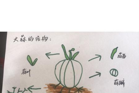 大蒜是单子叶还是双子叶