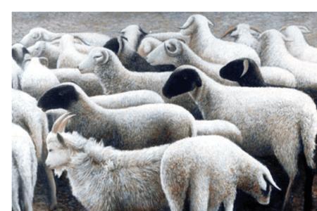 sheep前面可以加a吗