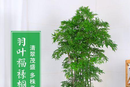 羽叶福禄桐的枝条能泡出根吗