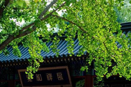 随缘妙用什么意思