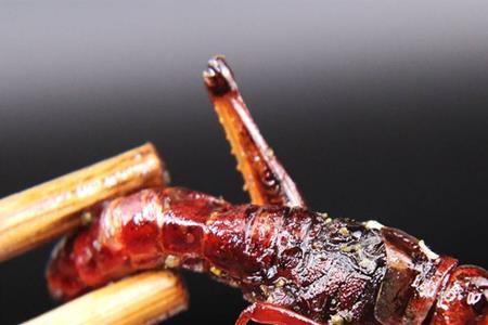 昆虫烧烤配方