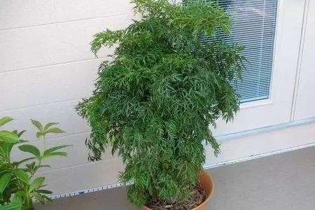 福禄桐用深盆还是浅盆