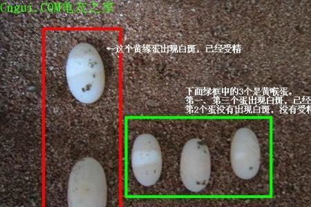乌龟下蛋间隔多长时间