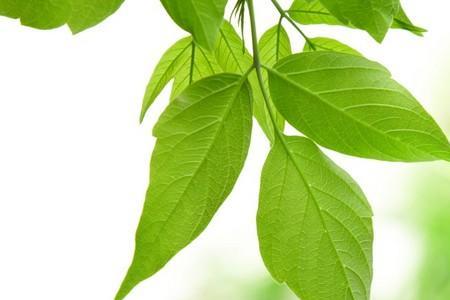 绿色植物都是绿的吗