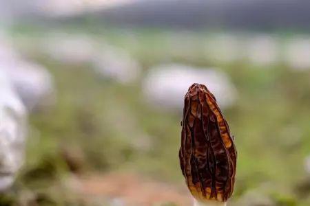 羊肚菌的繁育方法