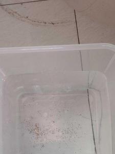 买的虾有虾卵好吗