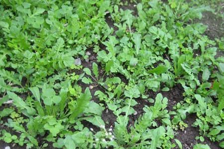 野生荠菜的背面有毛吗