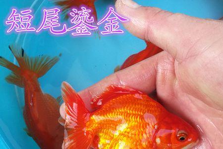 金元宝鱼的优缺点
