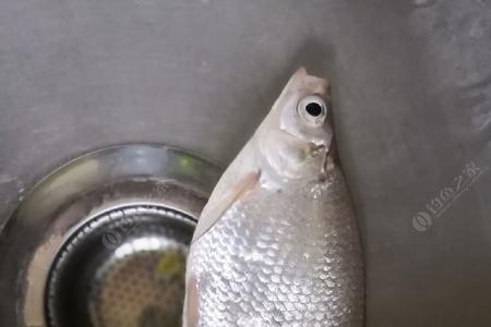 浮梢是什么鱼