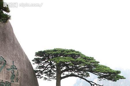 黄山的外形特点是什么
