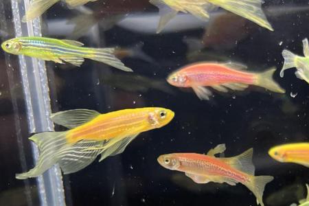 斑马鱼和米奇鱼哪个好养