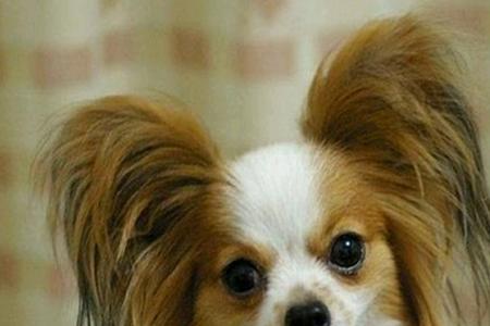 蝴蝶幼犬牙齿多少天长齐