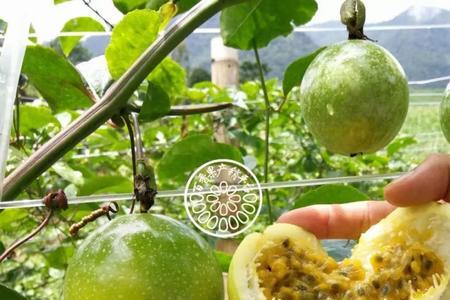 百香果满天星跟黄金果哪个好