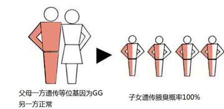 遗传基因和基因检测的区别