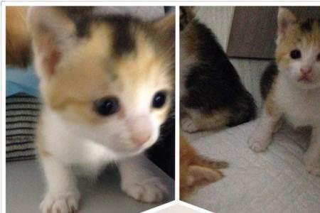 给孩子养小奶猫有什么好处