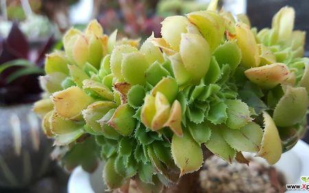 多肉植物香炉盘怎么养