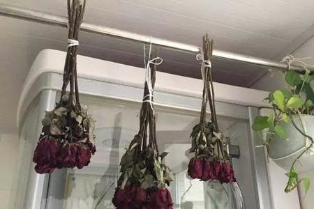 花枝断了还可以接上吗