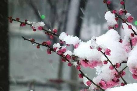 凌寒傲雪的成语意思