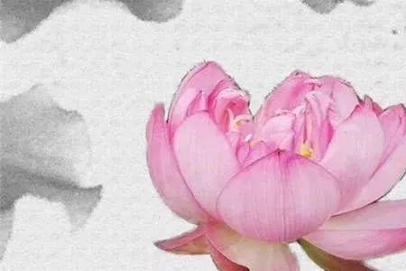 为什么有的人淡泊名利