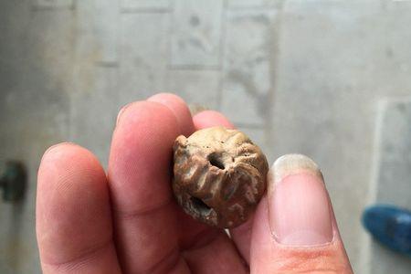 桃核直接埋泥里能活吗