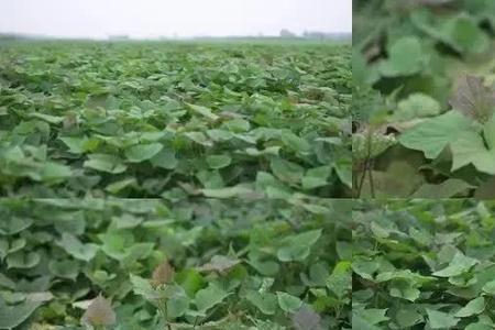 麦茬地瓜被雨灌了不好吃怎么办