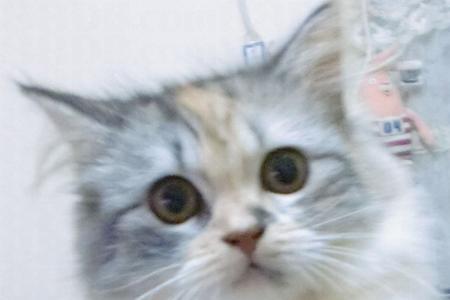 英国长毛猫掉毛厉害吗