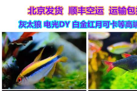 魔鬼鱼能养吗
