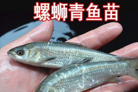 螺丝皖鱼特征