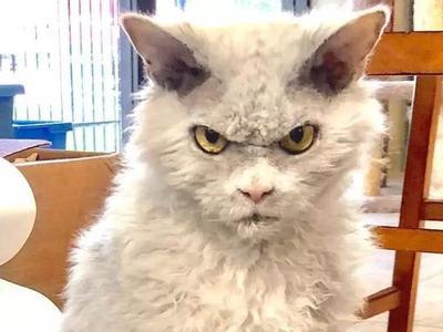 猫猫嗯嗯是生气了吗