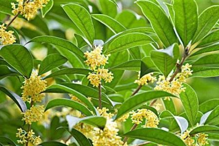 桂花有毒吗