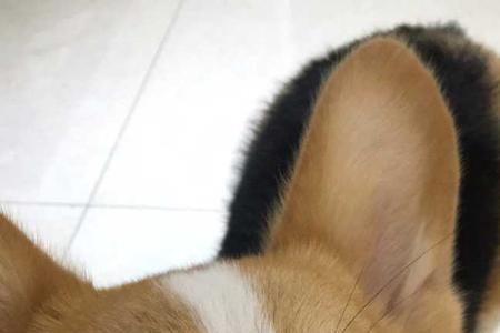 为什么柯基的鼻子有一块白色