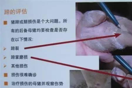 猪尾巴剪掉可以留后备母猪吗