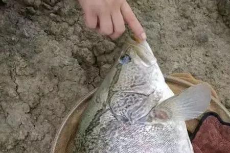 鳜鱼越大越难吃吗