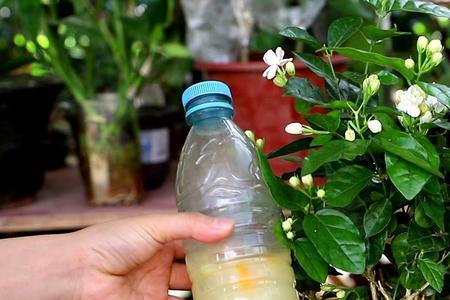 辽宁茉莉花春季修剪时间和方法