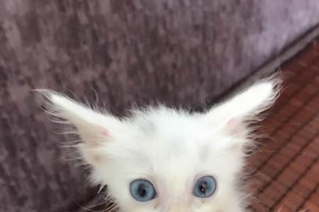 波斯猫是不是很挑食