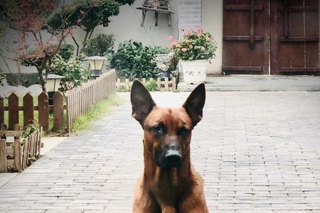 马犬眼睛为什么不是褐色的
