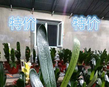 君子兰毛兰有几种