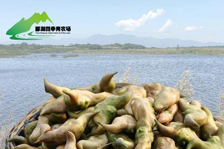 四川菱角叫什么
