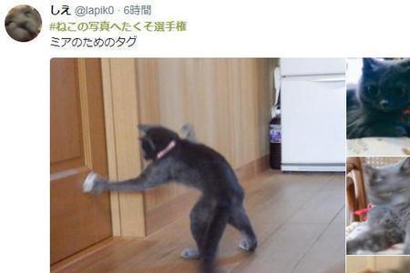 猫奴和犬奴区别
