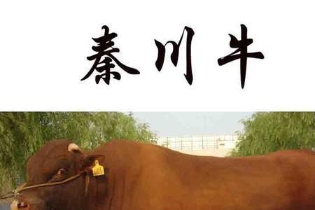 南方黄牛品种排名