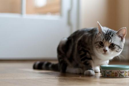 秋季猫不吃东西是什么情况