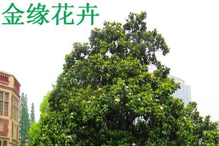 广玉兰树适合种庭院哪个方向