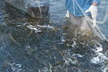 野生河虾养殖利润分析