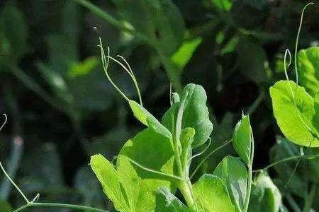 大棚豌豆尖种植方法