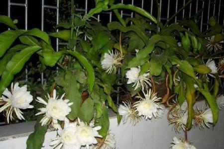 昙花几月份开花最多